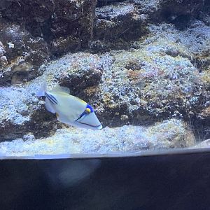 Arabian picasso triggerfish