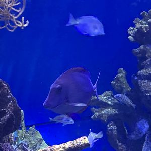 Atlantic blue tang?