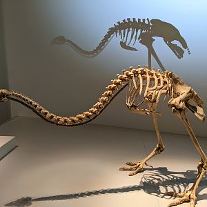 Giant Moa (Dinornis robustus) - skeleton of male