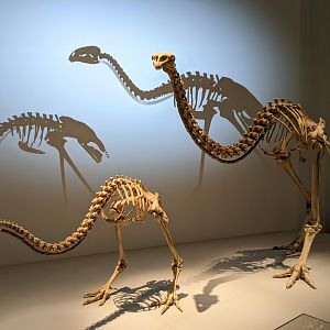 Giant Moa (Dinornis robustus) skeletons - male on left, female on right