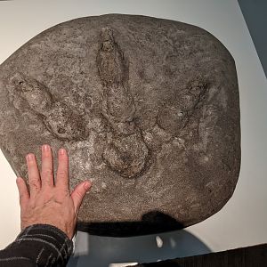 Model of Giant Moa footprint (life-size)
