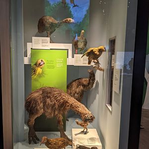 Reconstructions of extinct NZ birds