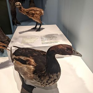 Reconstruction of Finsch's Duck (Chenonetta finschi)