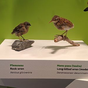 Rock Wren and Reconstruction of Long-billed Wren