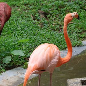 American flamingo (Phoenicopterus ruber)