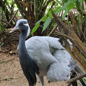 Demoiselle crane (Grus virgo)