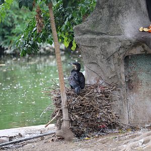 Great cormorant (Phalacrocorax carbo)