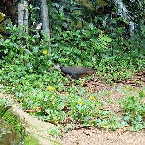 White-breasted waterhen (Amaurornis phoenicurus)
