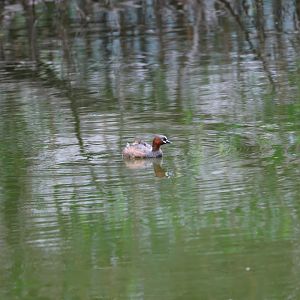 Little grebe (Tachybaptus ruficollis)