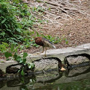 Chinese pond heron (Ardeola bacchus)