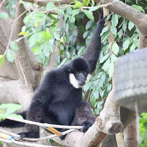 Northern white-cheeked gibbon (Nomascus leucogenys) male
