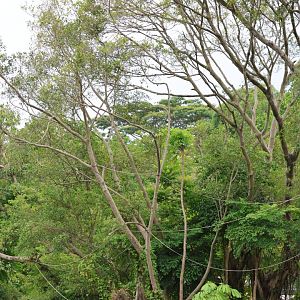 Northern white-cheeked gibbon (Nomascus leucogenys) habitat
