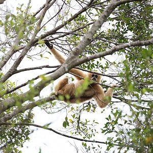 Northern white-cheeked gibbon (Nomascus leucogenys) female in tree