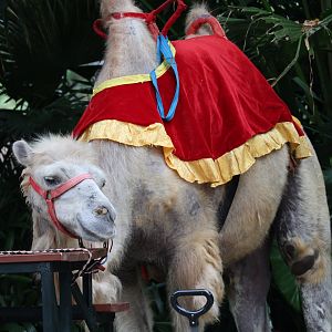 Bactrian camel (Camelus bactrianus) for ride