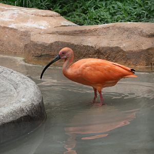 Scarlet ibis (Eudocimus ruber)