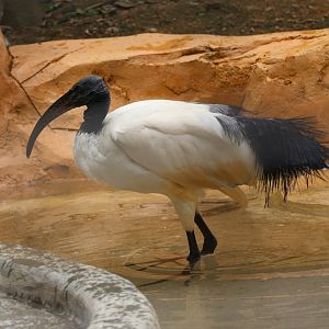 African sacred ibis (Threskiornis aethiopicus)