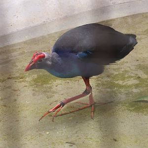 Grey-headed swamphen (Porphyrio poliocephalus)