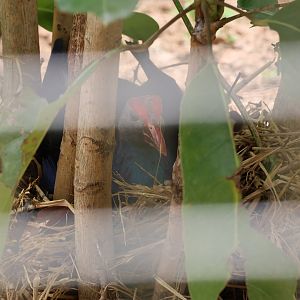 Grey-headed swamphen nesting