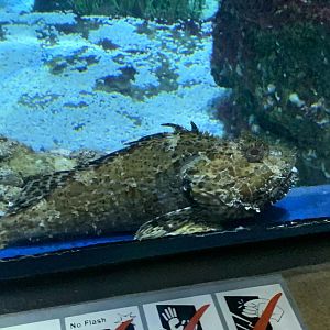 Largescale scorpionfish