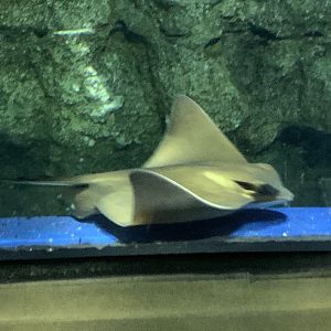 Common eagle ray