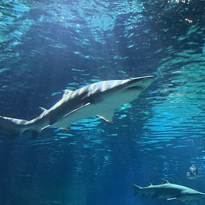 Sand tiger shark