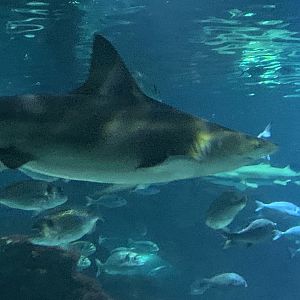 Sandbar shark