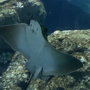 Common eagle ray