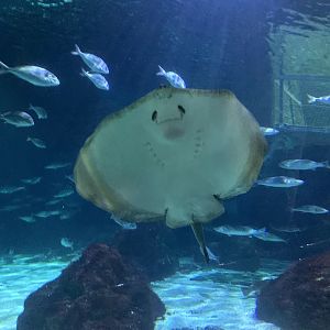 Common stingray