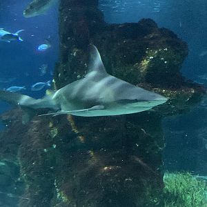 Sandbar shark