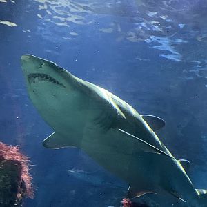Sand tiger shark