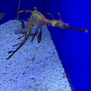 Weedy seadragon