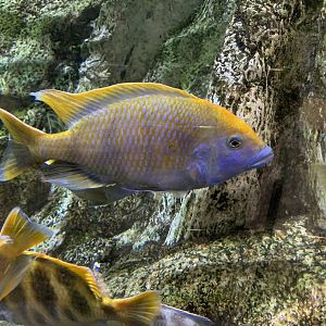 Giraffe cichlid