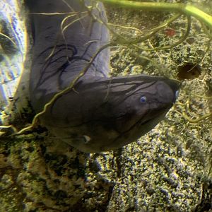 South American lungfish