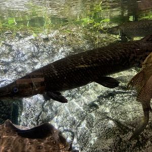Alligator gar