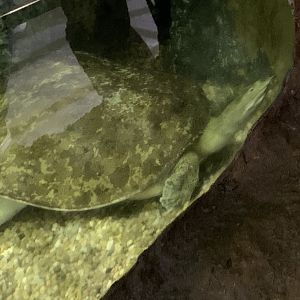 Chinese softshell turtle