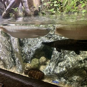 Freshwater big fish tank