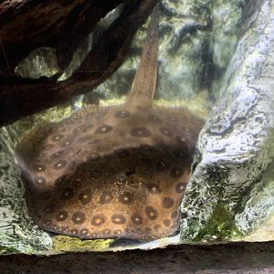 Ocellate river stingray