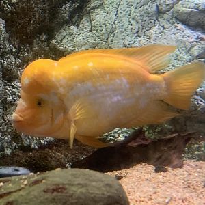 Midas cichlid