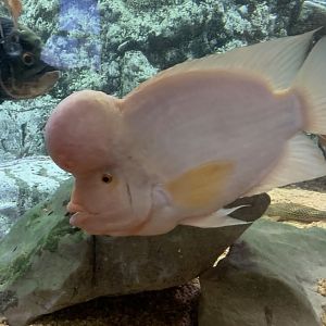 Midas cichlid