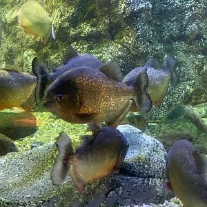 Red-bellied piranha