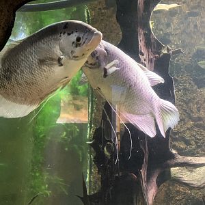 Giant gourami