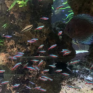 Cardinal tetras