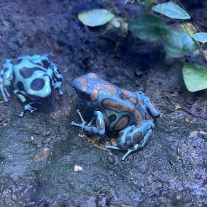 Green and black poison dart frogs