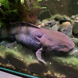 Axolotl