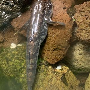 Atlantic mudskipper