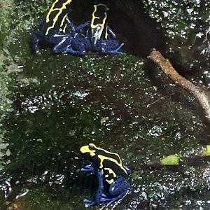 Dyeing poison dart frogs