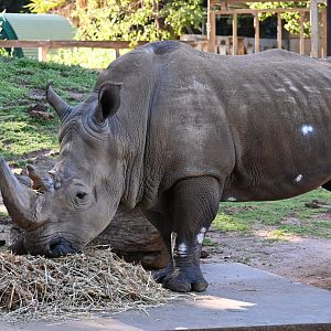 Memphis- Male Rhino 27/7/25