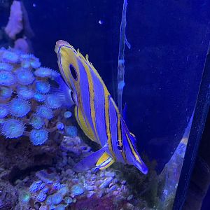 Copperband butterflyfish?