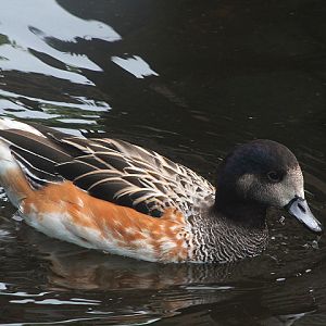Chiloé wigeon (Mareca sibilatrix)