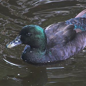 Black East Indian (Anas platyrhynchos domesticus)